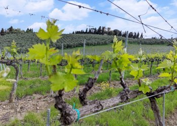 Giardino - Villa Montespertoli - foto 30