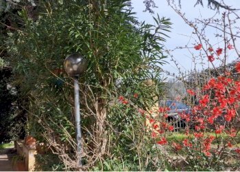 Giardino - Villa Montespertoli - photo 5