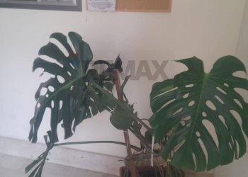 Dettagli - Appartamento Via Piave
 
89, San Cataldo - foto 3