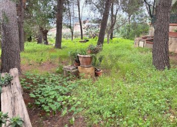 Giardino - Villa Via Autonomia Siciliana, Terrasini - foto 10