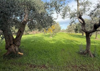 Foto 16 - Villa Strada Contrada Romanelli, Monopoli - foto 16