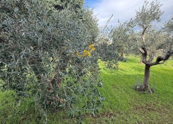 Foto 20 - Villa Strada Contrada Romanelli, Monopoli - foto 20