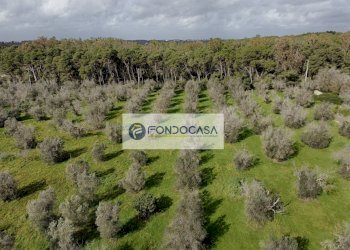 Foto 30 - Villa Palmariggi - foto 30