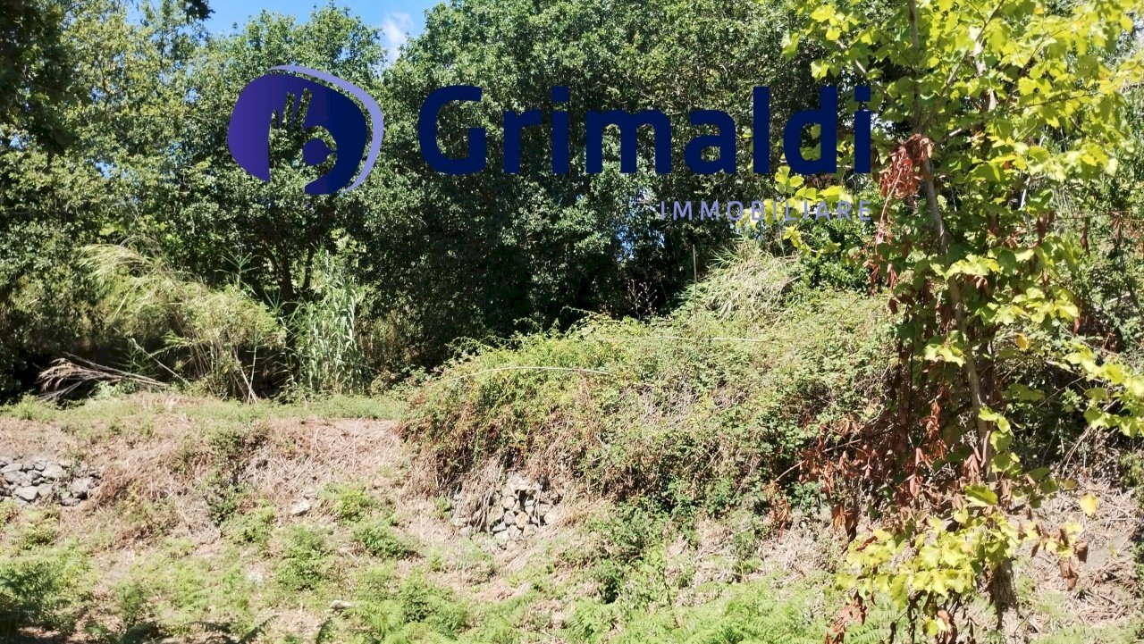 IMG_20250731_122021193_HDR.jpg - Terreno agricolo Corsa Regina Elena SNC, Barano d'Ischia - foto 3