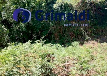 IMG_20250731_122034192_HDR.jpg - Terreno agricolo Corsa Regina Elena SNC, Barano d'Ischia - foto 4