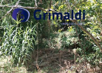 IMG_20250731_122108861.jpg - Terreno agricolo Corsa Regina Elena SNC, Barano d'Ischia - foto 5