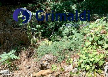 IMG_20250731_122233573_HDR.jpg - Terreno agricolo Corsa Regina Elena SNC, Barano d'Ischia - foto 11