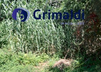 IMG_20250731_122340340_HDR.jpg - Terreno agricolo Corsa Regina Elena SNC, Barano d'Ischia - foto 14