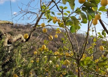 Dettaglio - Casa indipendente Sorlana, Lavagna - foto 27