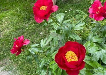 Lodi Maneggio in Vendita - Agritourism CASCINA CA DE ZECCHI, Tavazzano con Villavesco - photo 20