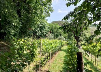 Casale Via Grena, SNC 
 Zandobbio, Zandobbio - foto 19