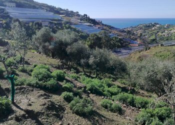 Terreno edificabile strada statale sp55
Poggio, Sanremo, Sanremo - foto 1