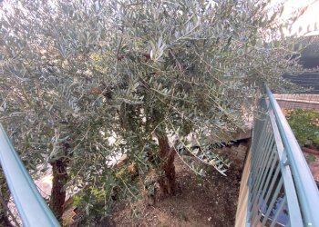 Balcone - Trilocale VIA DEI GLADIOLI
 
11, Recanati - foto 9