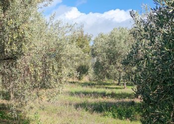 Giardino - Terreno agricolo Strada Regionale Maraneve-Contrada Borriglione, Linguaglossa - foto 9