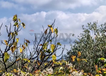 Dettagli - Terreno agricolo Strada Regionale Maraneve-Contrada Borriglione, Linguaglossa - foto 12