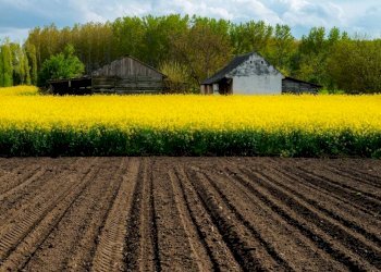 Foto 5 - Terreno agricolo VIA DEL MAGLIO, Truccazzano - foto 5
