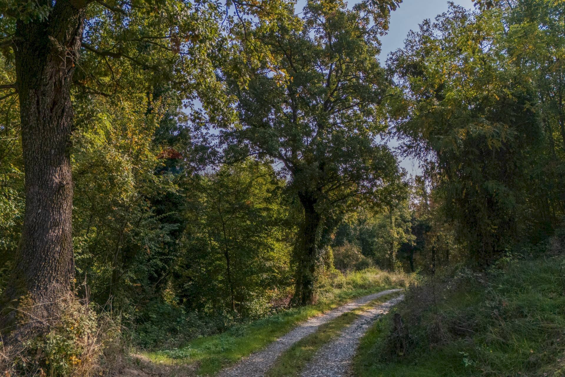 Giardino - Terreno agricolo via case belli, Felino - foto 2