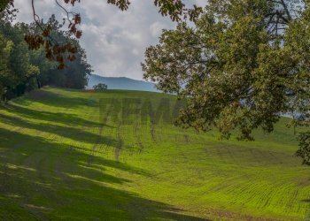 Giardino - Terreno agricolo via case belli, Felino - foto 1