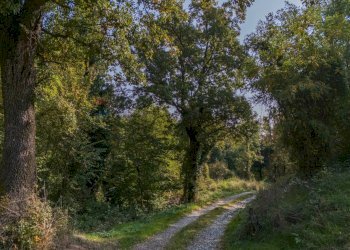 Giardino - Terreno agricolo via case belli, Felino - foto 2