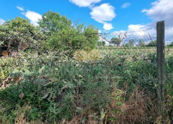 Foto 16 - Terreno agricolo Recale - foto 16