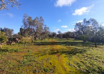 Giardino - Villa Sannicola - foto 20