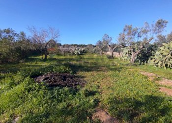 Giardino - Villa Sannicola - foto 21