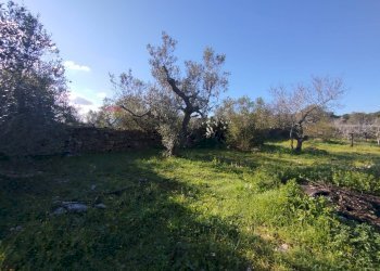 Giardino - Villa Sannicola - foto 22