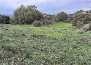 Foto 5 - Terreno edificabile ZONA RIONE S.PAOLO FRONTE STRADA ABELTINO
SNC, Luogosanto - foto 5