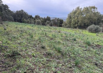 Foto 7 - Terreno edificabile ZONA RIONE S.PAOLO FRONTE STRADA ABELTINO
SNC, Luogosanto - foto 7