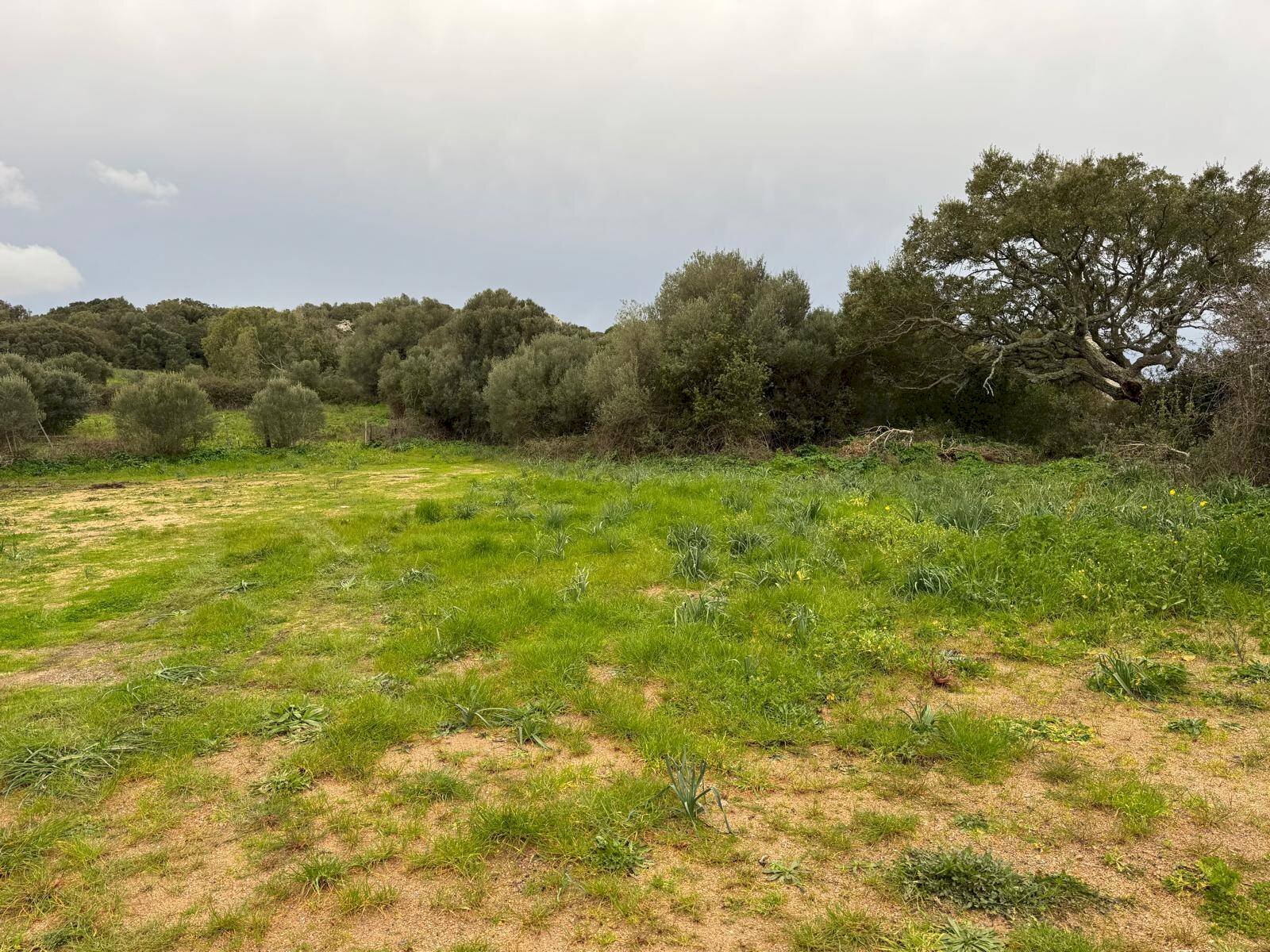 Foto 3 - Building land FRONTE STRADA ZONA RIONE S.PAOLO
SNC, Luogosanto - photo 3