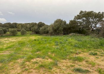 Foto 3 - Terreno edificabile FRONTE STRADA ZONA RIONE S.PAOLO
SNC, Luogosanto - foto 3