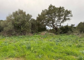 Foto 5 - Terreno edificabile FRONTE STRADA ZONA RIONE S.PAOLO
SNC, Luogosanto - foto 5