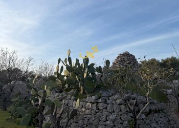 Foto 32 - Rustico Contrada Boccadoro, Ostuni - foto 32