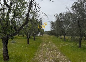 Foto 34 - Rustico Contrada Boccadoro, Ostuni - foto 34