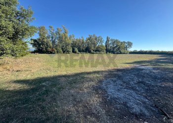 Giardino - Terreno agricolo contrada pantanella, Minturno - foto 4