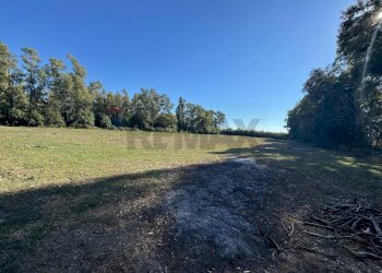 Giardino - Terreno agricolo contrada pantanella, Minturno - foto 5