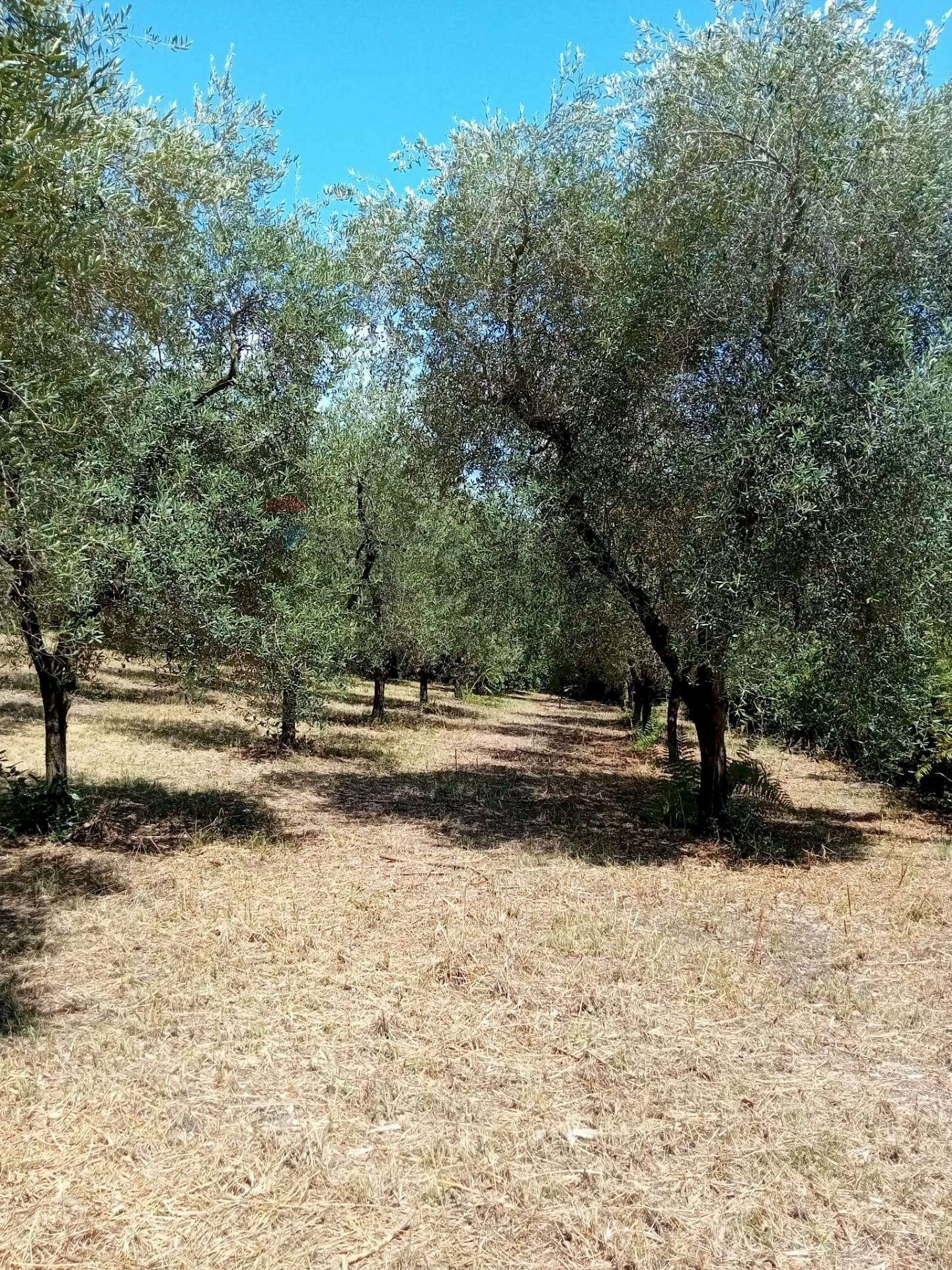 Giardino - Terreno agricolo Minturno - foto 1