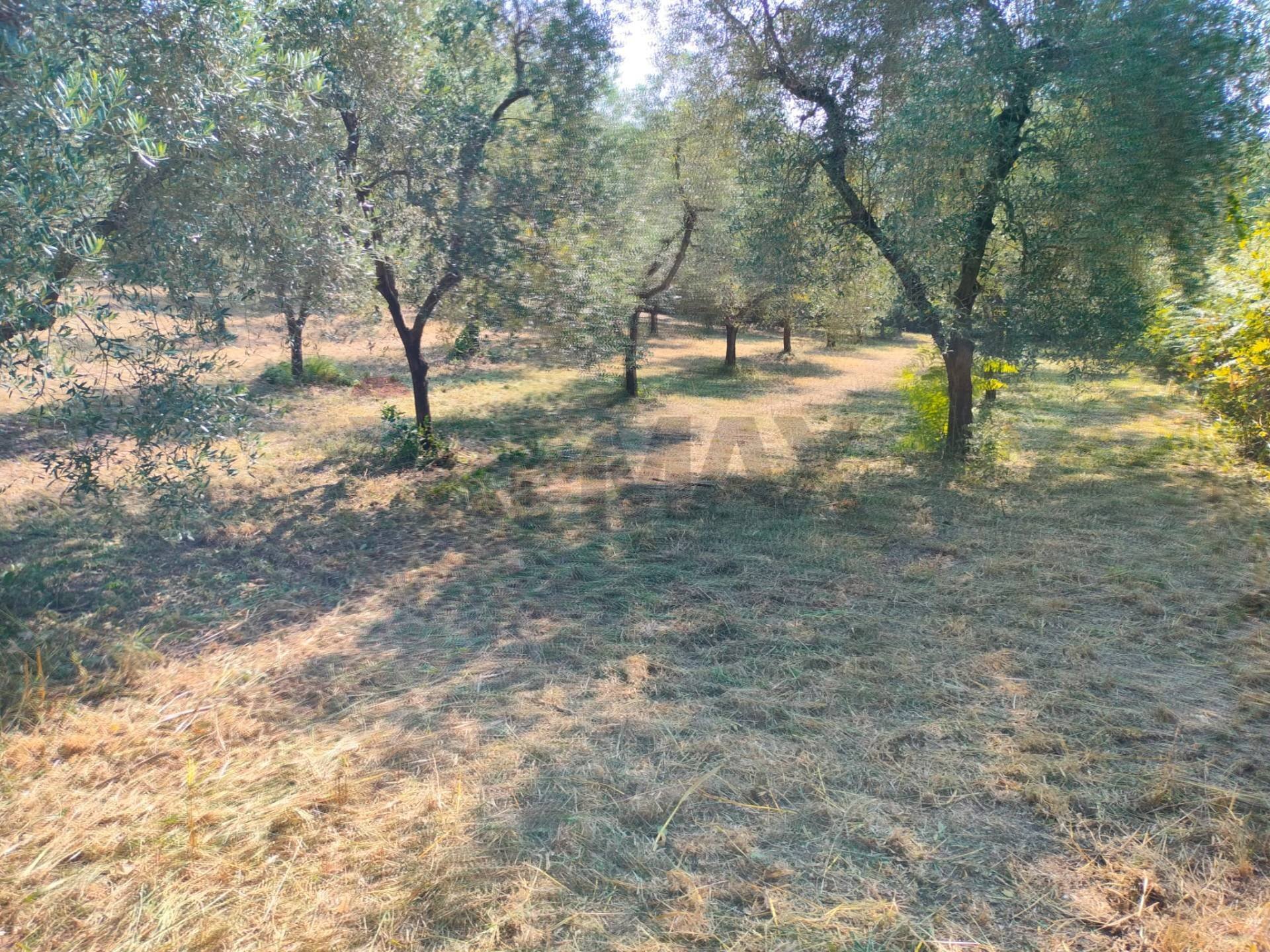 Giardino - Terreno agricolo Minturno - foto 2