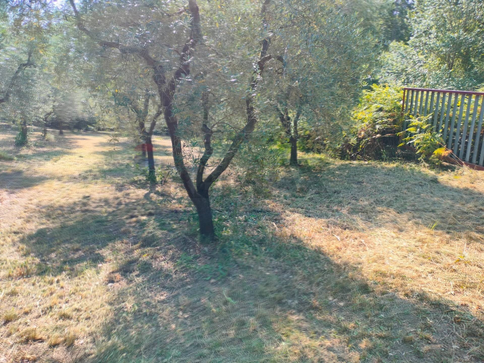 Giardino - Terreno agricolo Minturno - foto 3