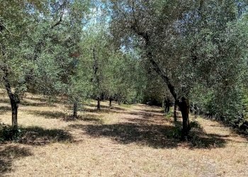 Giardino - Terreno agricolo Minturno - foto 1