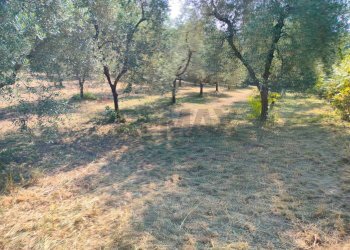 Giardino - Terreno agricolo Minturno - foto 2