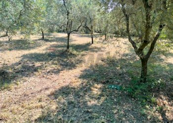 Giardino - Terreno agricolo Minturno - foto 4