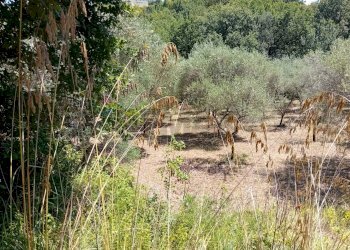 Giardino - Terreno agricolo Minturno - foto 6