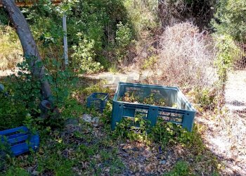 Giardino - Terreno agricolo Minturno - foto 8