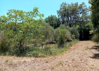 Giardino - Terreno agricolo Minturno - foto 10