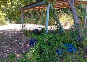 Giardino - Terreno agricolo Minturno - foto 11