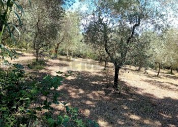 Giardino - Terreno agricolo Minturno - foto 13