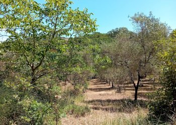 Giardino - Terreno agricolo Minturno - foto 15