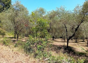 Giardino - Terreno agricolo Minturno - foto 16