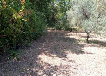 Giardino - Terreno agricolo Minturno - foto 19